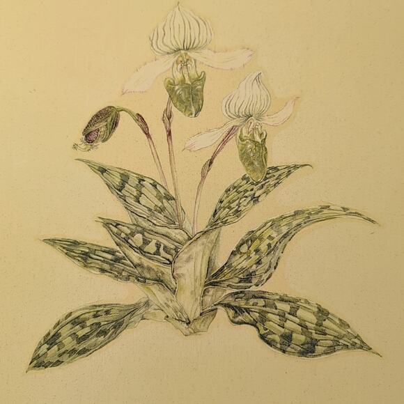 Vintage Carolyn Sheffield Botanical Placemat floral, made in England - Picture 2 of 11